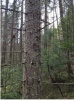 Усыхание лесов в заповеднике «Столбы»
